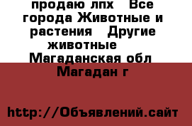 продаю лпх - Все города Животные и растения » Другие животные   . Магаданская обл.,Магадан г.